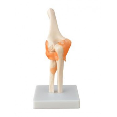 Articulación de Codo de Tamaño Real