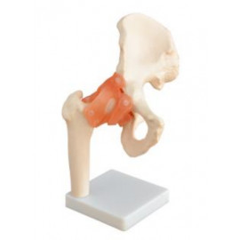 Articulación de Cadera de Tamaño Real